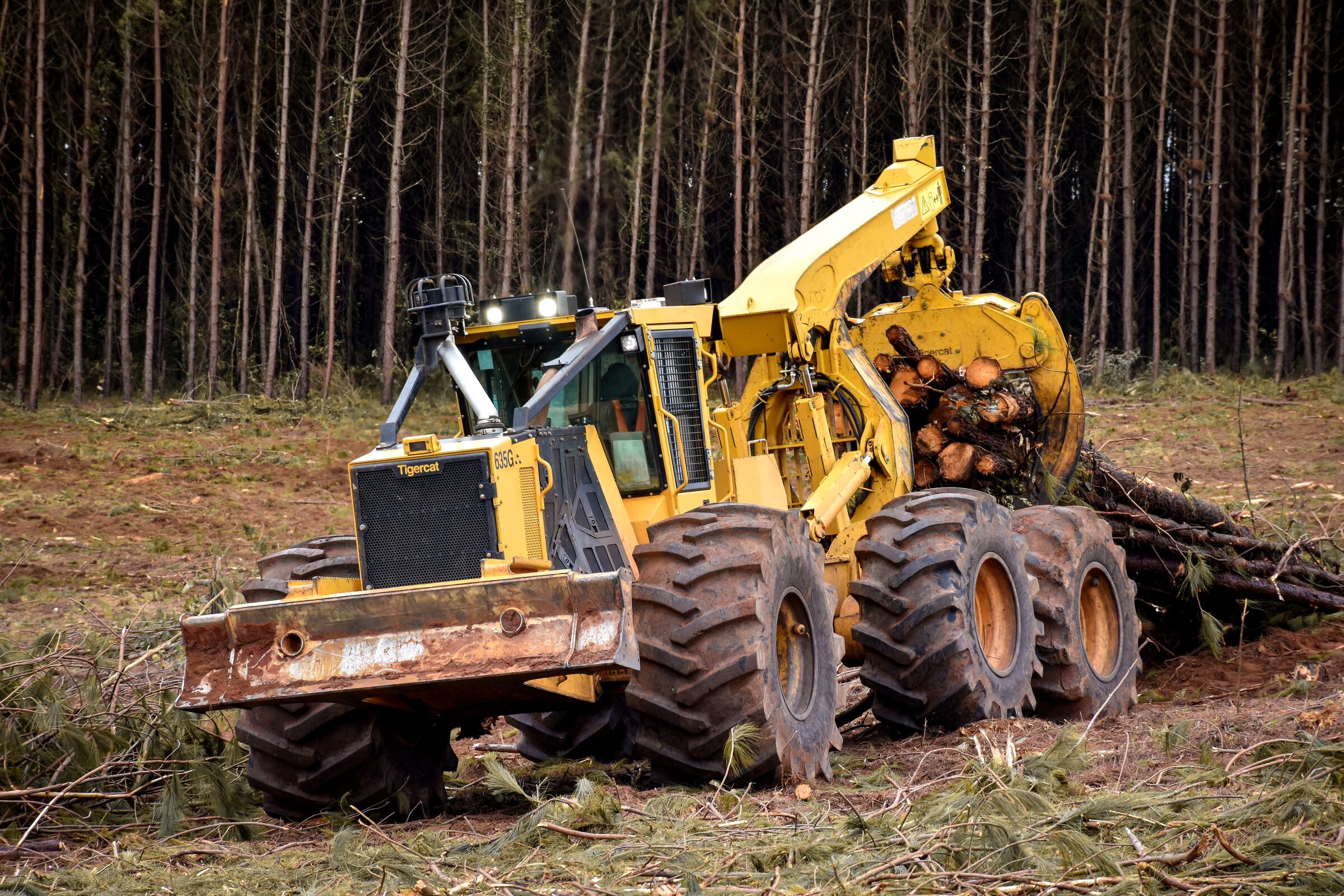 Logging in Georgia