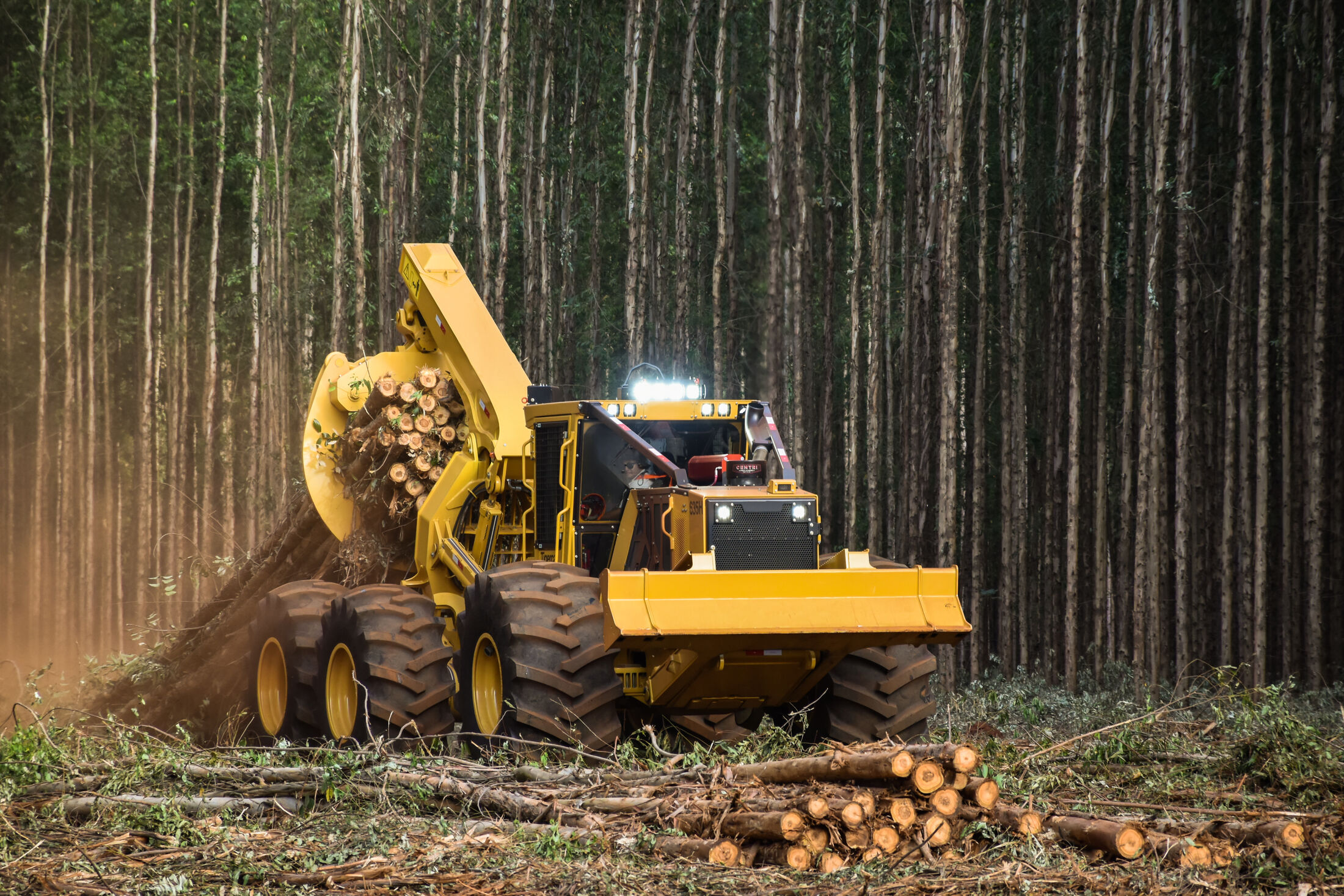 Logging in Arkansas